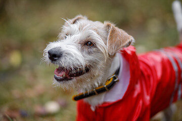 Dog breed Jack Russell Terrier stands in a green forest in a red raincoat