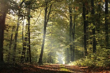 Fototapeta na wymiar Majestic beech forest on an autumn morning. The rising sun hits the path between the trees