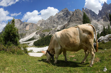 Fototapeta na wymiar cow while grazing the grass in the valley in the mountains in summer