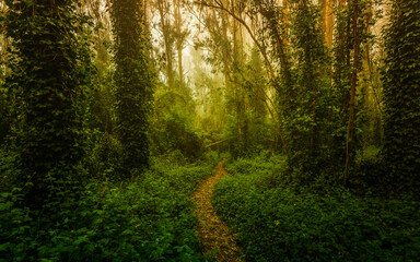 Eucalyptus Trees Trail - Sutro Forest San Francisco California