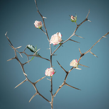 Dry tree blossoms on blue. Spring conceptual. Still life