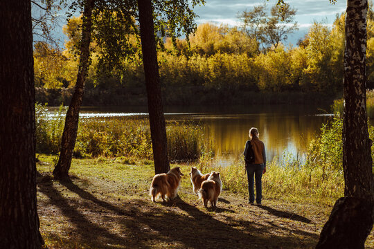 Woman With Three Collie Dogs Walk Near Lake  At Sunset