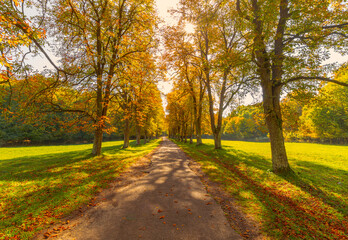 Naklejka premium Beautifull alley in autumn lined with chestnut trees and sun shining through the colorful leaves of the trees