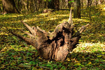 decaying old brown tree stump turned upside down in fall forest in clearing. lush leaves and foliage in the background. clearing scene in deciduous forest. autumn mood. abstract closeup view. 