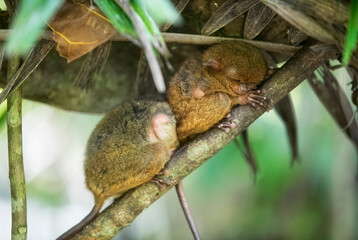 Two Sleeping Tarsier Monkeys on Bohol, Philippines
