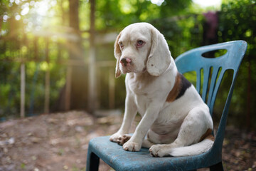 A cute white haired beagle dog while sitting on the dirty blue plastic chair outdoor.