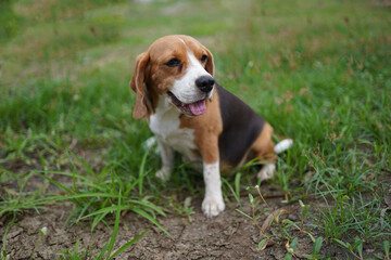 An adorable beagle dog sits on the green grass.