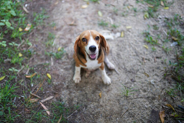 An adorable beagle dog smiling during sits on the ground in the park.