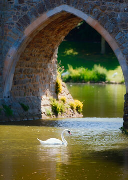 Swan in the Lake Sorrounding Leeds Castle in Kent, England