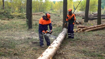 woodworking industry. workers cut trees in the forest with chainsaws