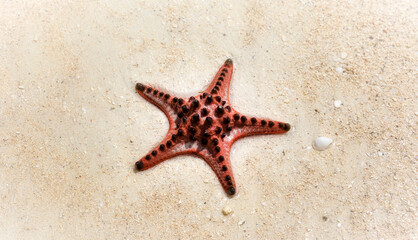 Fototapeta na wymiar Horned Sea Star on a Beach in the Philippines