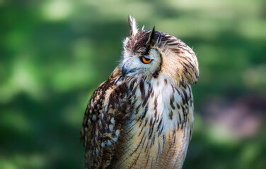 Profile Portrait of Male Eurasian Eagle-Owl