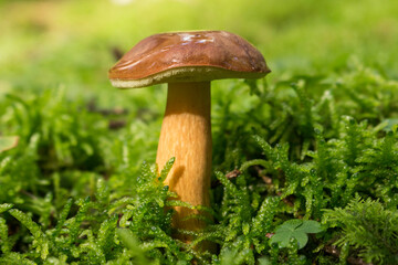 brauner Pilz im Moos