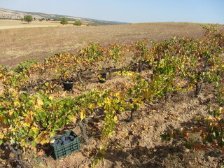 Viñedo 