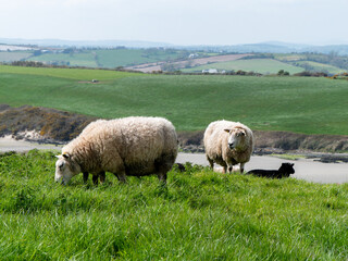 Fototapeta premium Sheep graze in a green meadow. A few sheep in a farmer's pasture. Free grazing of livestock. Agricultural landscape.