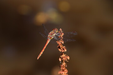 Dragonfly on a Plant in the Field