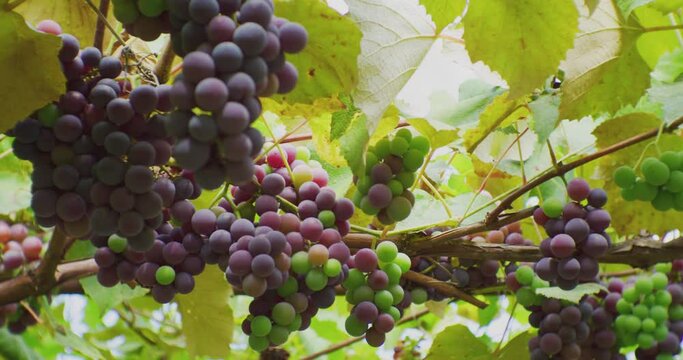 bunches of ripe grapes hanging on the vine.close-up.