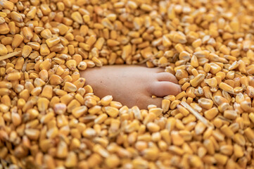 small child's foot buried and entrapped in the top layer of corn in a grain storage bin. © Lost_in_the_Midwest