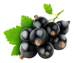 Bunch of black currant berries cut out - obrazy, fototapety, plakaty