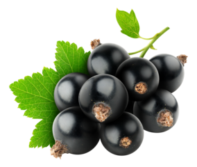 Bunch of black currant berries cut out