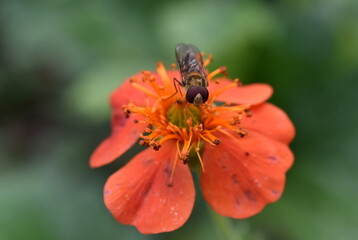Schwebfliege auf einer Nelkenwurzblüte