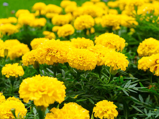 yellow marigold fowers garden close-up