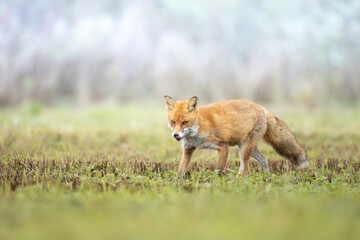 Naklejka na ściany i meble Fox Vulpes vulpes in autumn scenery, Poland Europe, animal walking among winter meadow in green background 