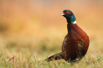 Common pheasant Phasianus colchius Ring-necked pheasant in natural habitat, grassland in autumn
