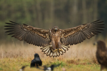 Majestic predator White-tailed eagle, Haliaeetus albicilla in Poland wild nature	