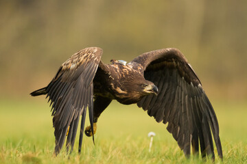 Majestic predator White-tailed eagle, Haliaeetus albicilla in Poland wild nature	