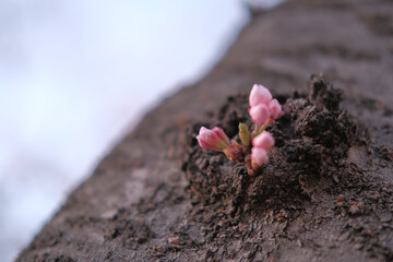 夕方の桜の蕾