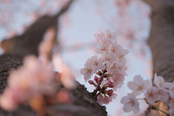 春の夕方の桜
