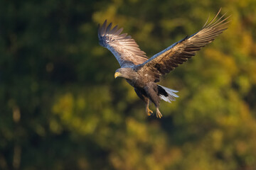 Majestic predator White-tailed eagle, Haliaeetus albicilla in Poland wild nature	