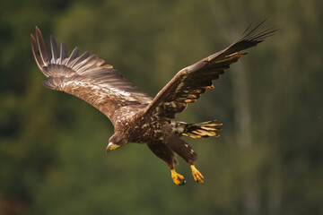 Majestic predator White-tailed eagle, Haliaeetus albicilla in Poland wild nature	