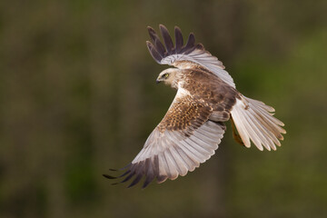 Flying Birds of prey Marsh harrier Circus aeruginosus, hunting time Poland Europe
