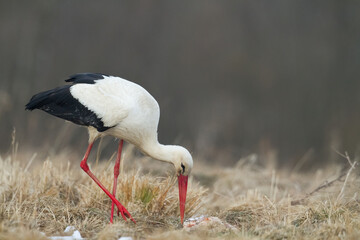 white stork Ciconia ciconia walking among green meadow Poland Europe