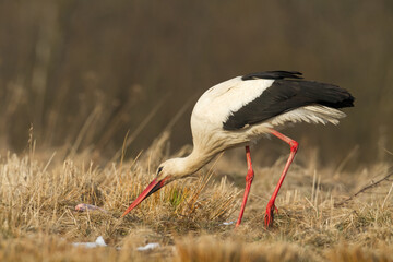 white stork Ciconia ciconia walking among green meadow Poland Europe