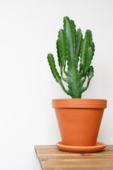 Cactus in a terracotta pot on a wooden garden piece on a white wall background