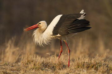 white stork Ciconia ciconia walking among green meadow Poland Europe