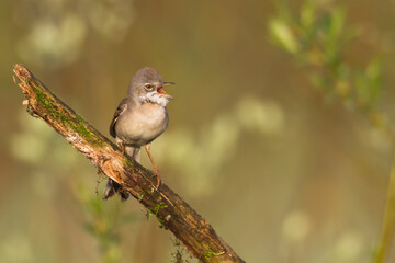 Bird Whitethroat Sylvia communis male Poland, Europe