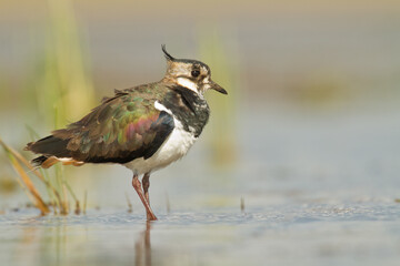 Bird Lapwing Vanellus vanellus on green background spring time close up