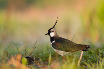 Bird Lapwing Vanellus vanellus on green background spring time close up