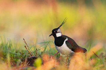 Bird Lapwing Vanellus vanellus on green background spring time close up