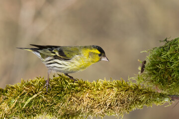 Bird Siskin Carduelis spinus male, small yellow bird, winter time in Poland Europe	