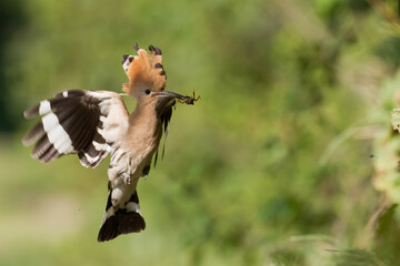 Bird Hoopoe Upupa epops, summer time in Poland Europe flying bird	