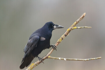 Bird Rook corvus frugilegus landing, black bird in autumn time, Poland Europe	