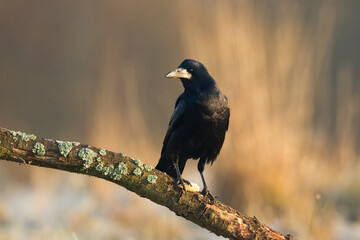 Bird Rook corvus frugilegus landing, black bird in autumn time, Poland Europe	