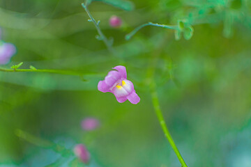 Fotografía macro de una Cymbalaria muralis 