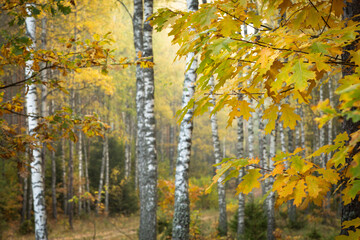 Fototapeta premium Autumn landscape misty foggy day in Knyszyn Primeval Forest, Poland Europa birch trees