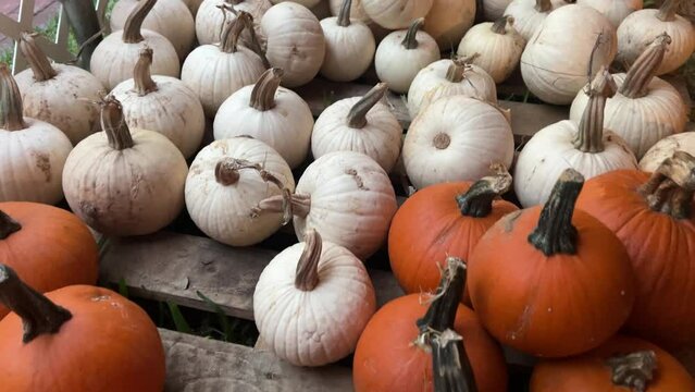 Slow pan across group of pumpkins at a pumpkin patch. Overhead 4K Shot.